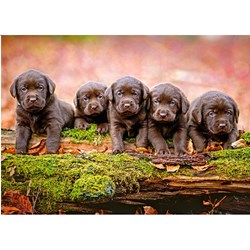 Castorland (B-13418) - "Puppies" - 120 piezas
