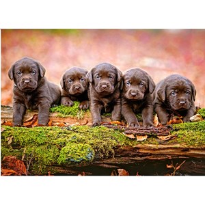 Castorland (B-13418) - "Puppies" - 120 piezas