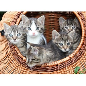 Grafika Kids (00520) - "Kittens in a Basket" - 300 piezas