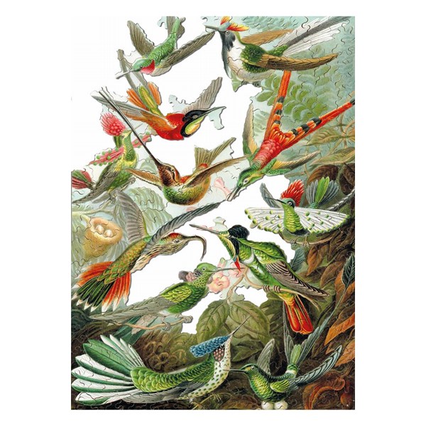 Puzzle Michele Wilson (A539-500) - Ernst Haeckel: "Colibris" - 500 piezas