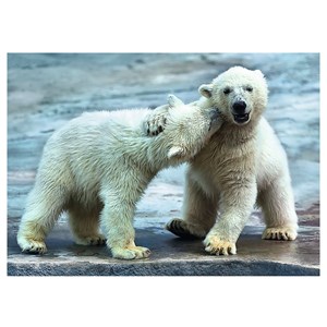 Trefl (37270) - "Polar bears" - 500 piezas