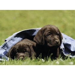 Ravensburger (13209) - "Labrador puppies" - 300 piezas