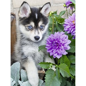 Ravensburger (13682) - "Cute Husky" - 500 piezas