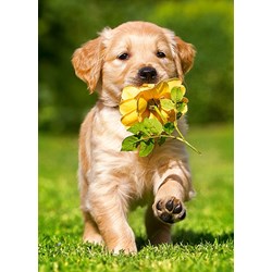 Castorland (B-06939) - "Puppy with Rose" - 60 piezas