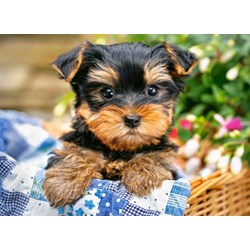 Castorland (B-030187) - "Puppy on a Picnic" - 300 piezas