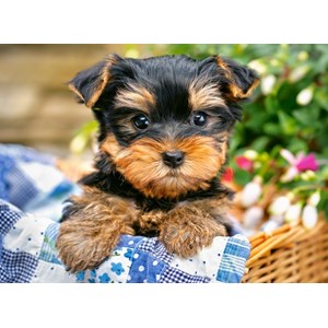 Castorland (B-030187) - "Puppy on a Picnic" - 300 piezas