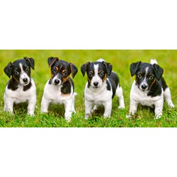 Castorland (B-060337) - Jack Russell: "Terrier Puppies" - 600 piezas