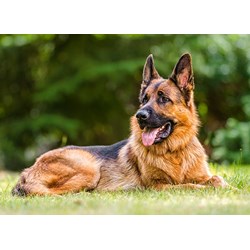 Castorland (B-030200) - "German Shepherd" - 300 piezas