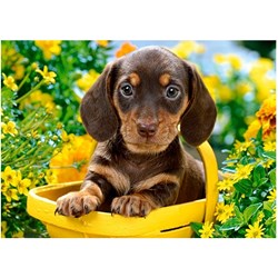 Castorland (B-018161) - "Puppy in Yellow" - 180 piezas