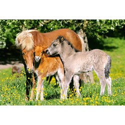 Castorland (B-12909) - "Ponies in grassland" - 120 piezas