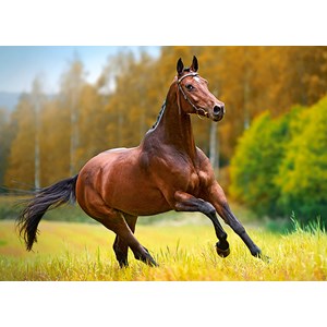 Castorland (B-018314) - "Horse" - 180 piezas