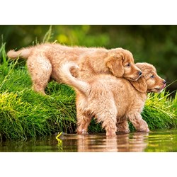Castorland (B-06946) - "Puppies by the River" - 60 piezas