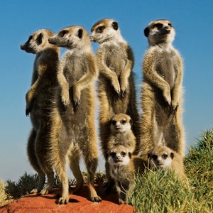 Heye (29631) - Pete Oxford: "Meerkats" - 100 piezas