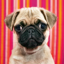 Heye (29629) - "Pug" - 100 piezas