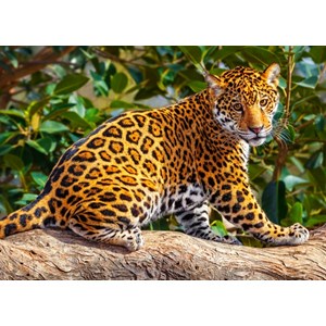 Castorland (B-27392) - "Little Jaguar" - 260 piezas