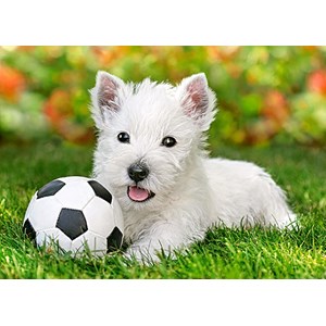 Castorland (B-06823) - "White Terrier and Football" - 60 piezas