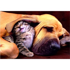 Educa (15150) - "Sweet Dreams!" - 500 piezas