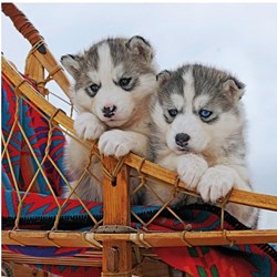 Ravensburger (15230) - "Little Husky" - 500 piezas