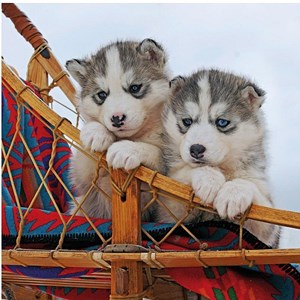 Ravensburger (15230) - "Little Husky" - 500 piezas