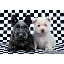 Educa (15508) - "Black and White Terriers" - 500 piezas