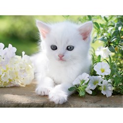 Ravensburger (16243) - "White kitten" - 1500 piezas