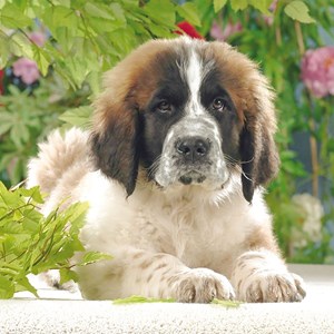Ravensburger (15214) - "Beautiful Saint Bernard" - 500 piezas