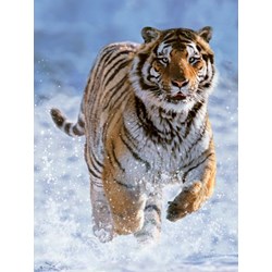 Ravensburger (14475) - "Tiger in the Snow" - 500 piezas