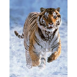 Ravensburger (14475) - "Tiger in the Snow" - 500 piezas