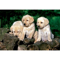 Trefl (15157) - "Little Labradors" - 160 piezas