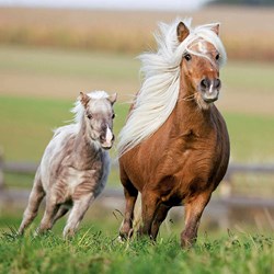 Ravensburger (09254) - "Horses" - 49 piezas