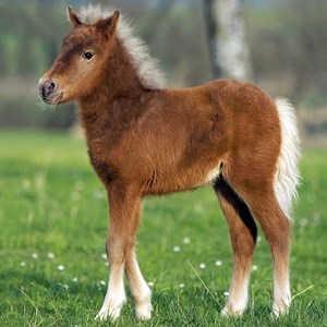 Ravensburger (09254) - "Horses" - 49 piezas