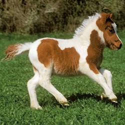 Ravensburger (09254) - "Horses" - 49 piezas