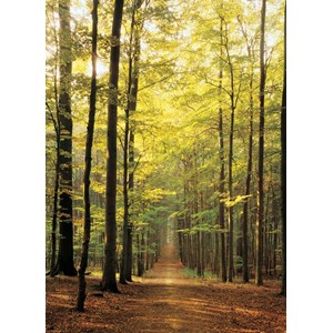 Eurographics (6000-3846) - "Forest Path" - 1000 piezas