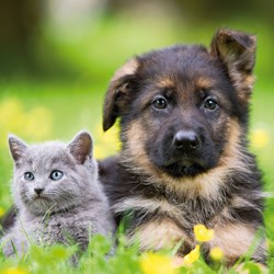 Ravensburger (09423) - "Cats And Dogs" - 49 piezas