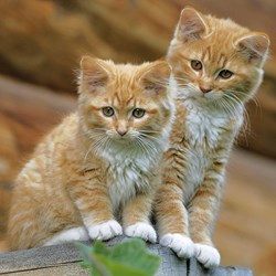 Ravensburger (09423) - "Cats And Dogs" - 49 piezas