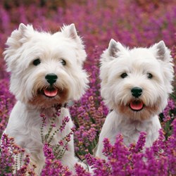 Ravensburger (09423) - "Cats And Dogs" - 49 piezas