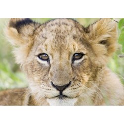 Tactic (40914) - "Lion" - 1000 piezas