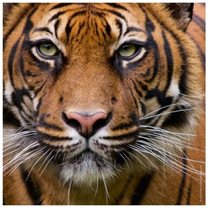 Heye (29632) - "Tiger" - 100 piezas