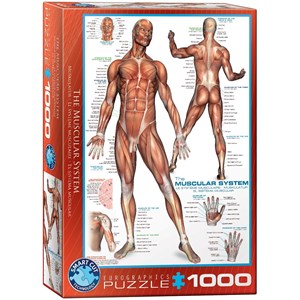 Eurographics (6000-2015) - "The Muscular System" - 1000 piezas