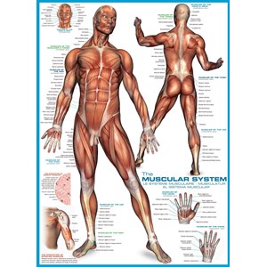 Eurographics (6000-2015) - "The Muscular System" - 1000 piezas