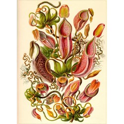 Grafika Kids (00307) - Ernst Haeckel: "Kunstformen der Natur, Nepenthaceae, 1904" - 300 piezas