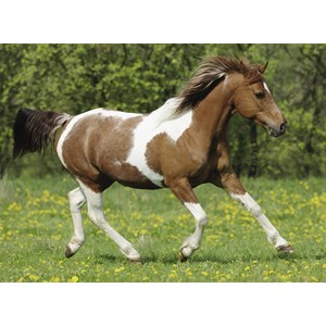 Ravensburger (10848) - "Galloping" - 100 piezas