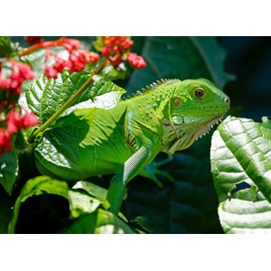 Grafika Kids (00510) - "Iguana" - 300 piezas