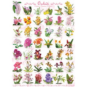 Eurographics (6000-0655) - "Orchids" - 1000 piezas