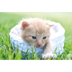 Tactic (53338) - "Kitten" - 500 piezas