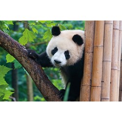 Tactic (53558) - "Panda" - 500 piezas