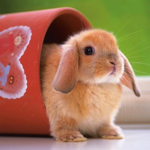 Ravensburger (15223) - "Cute Little Bunny" - 500 piezas