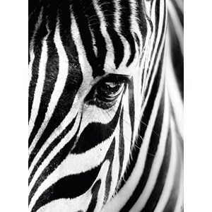 Ravensburger (14735) - "Zebra" - 500 piezas