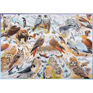 Ravensburger (19559) - "Birds of Prey" - 1000 piezas