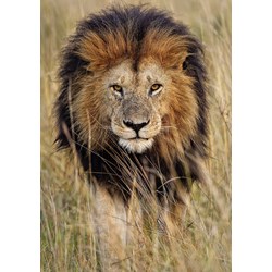 Ravensburger (19914) - "Lion" - 1200 piezas